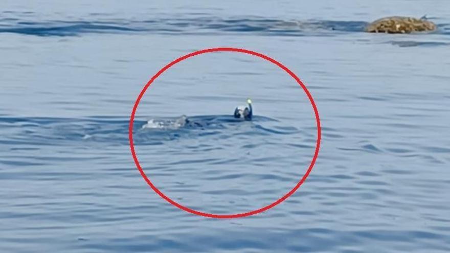 Uno de los buzos que se sumergen sin boya en San Vicente de O Grove.