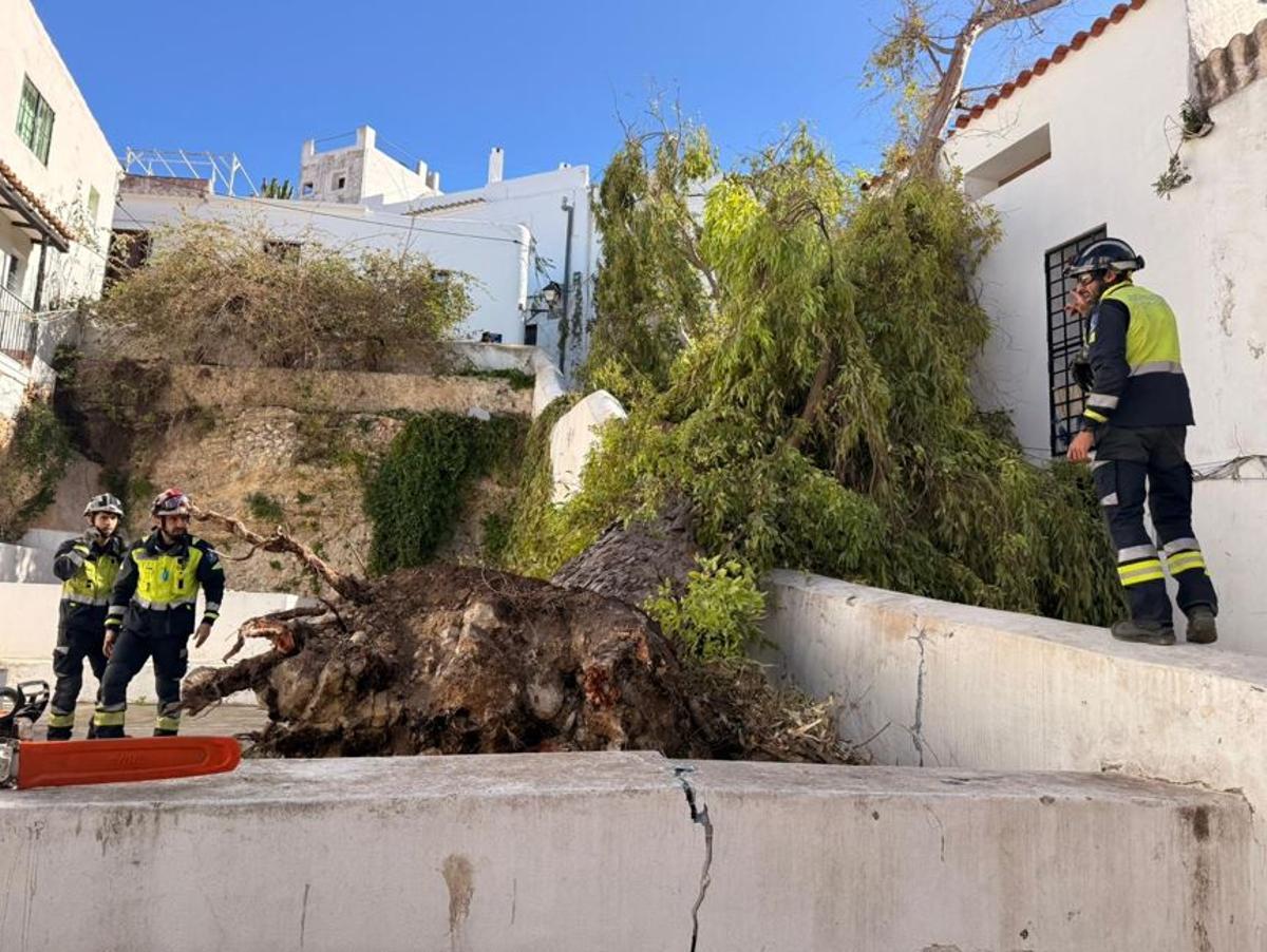 Una imagen del árbol caído.
