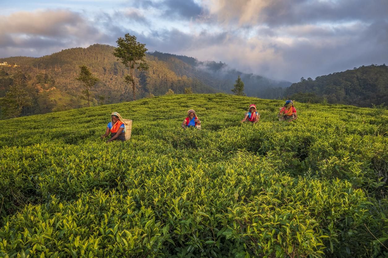 Mujeres tamiles arrancando hojas de té en una plantación de Sri Lanka.
