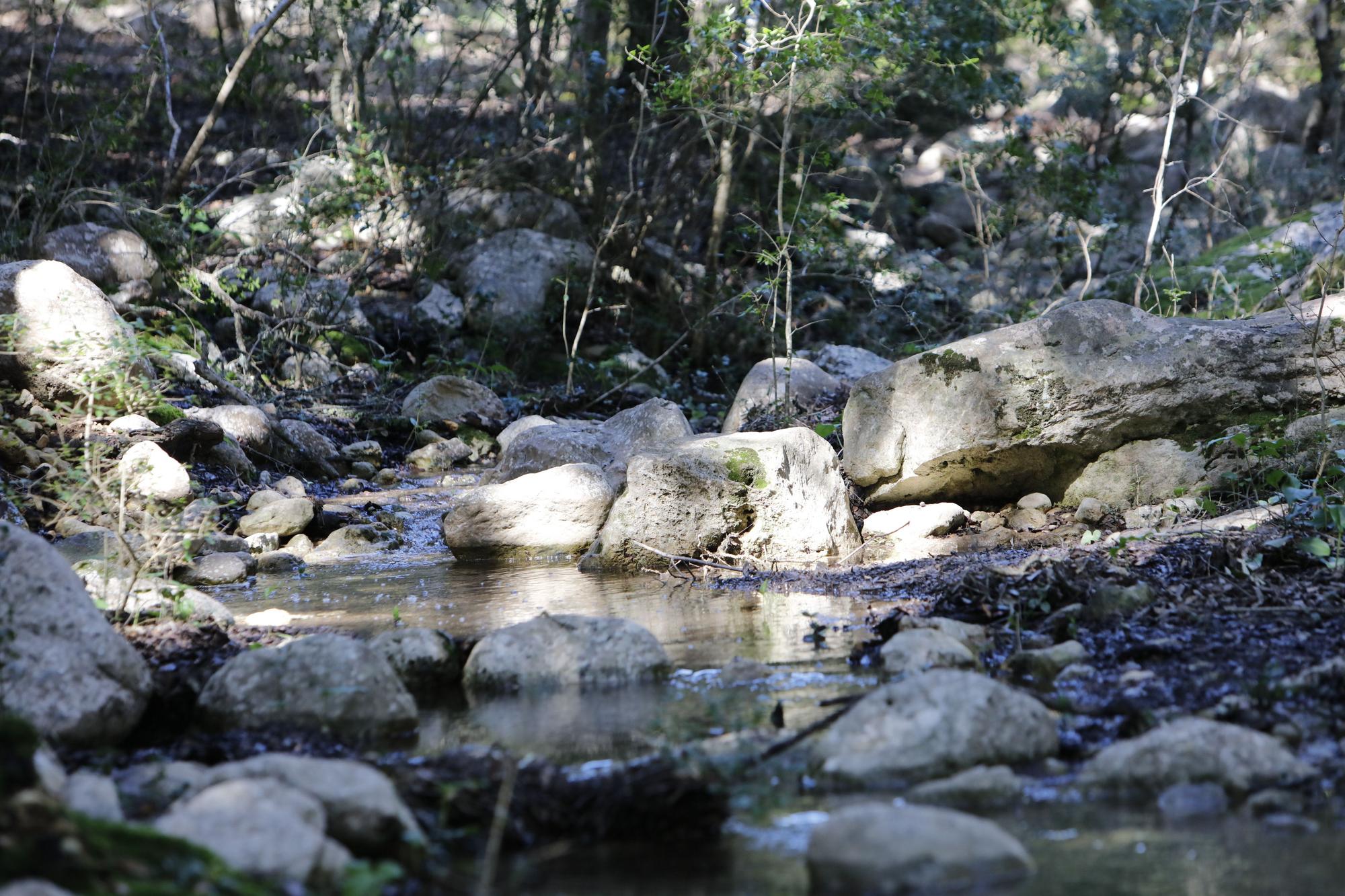 Die Quellen sprudeln wieder: Impressionen einer Wanderung zu Ses Fonts Ufanes auf Mallorca