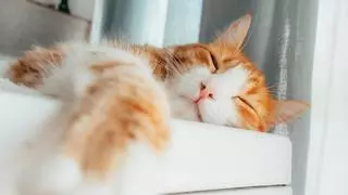 Los gatos dominan el arte de la relajación y la ciencia explica cómo lo hacen