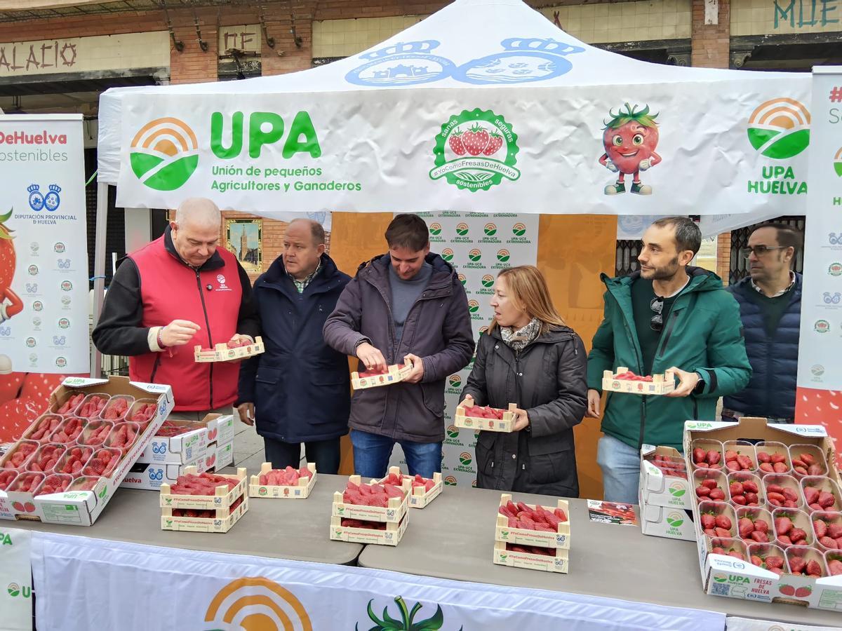 Galería | Reparto de fresas en la Plaza de España de Mérida, un acto de UPA-UCE