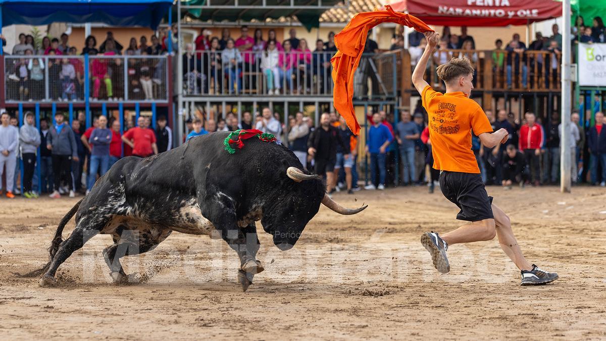 Bous a Les Alqueries 2025