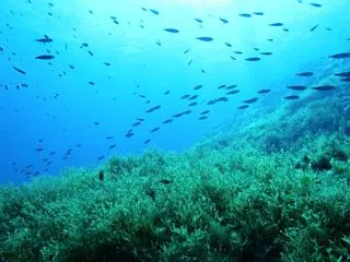 Así nace el Bosque Marino que restaura la vida bajo las aguas españolas