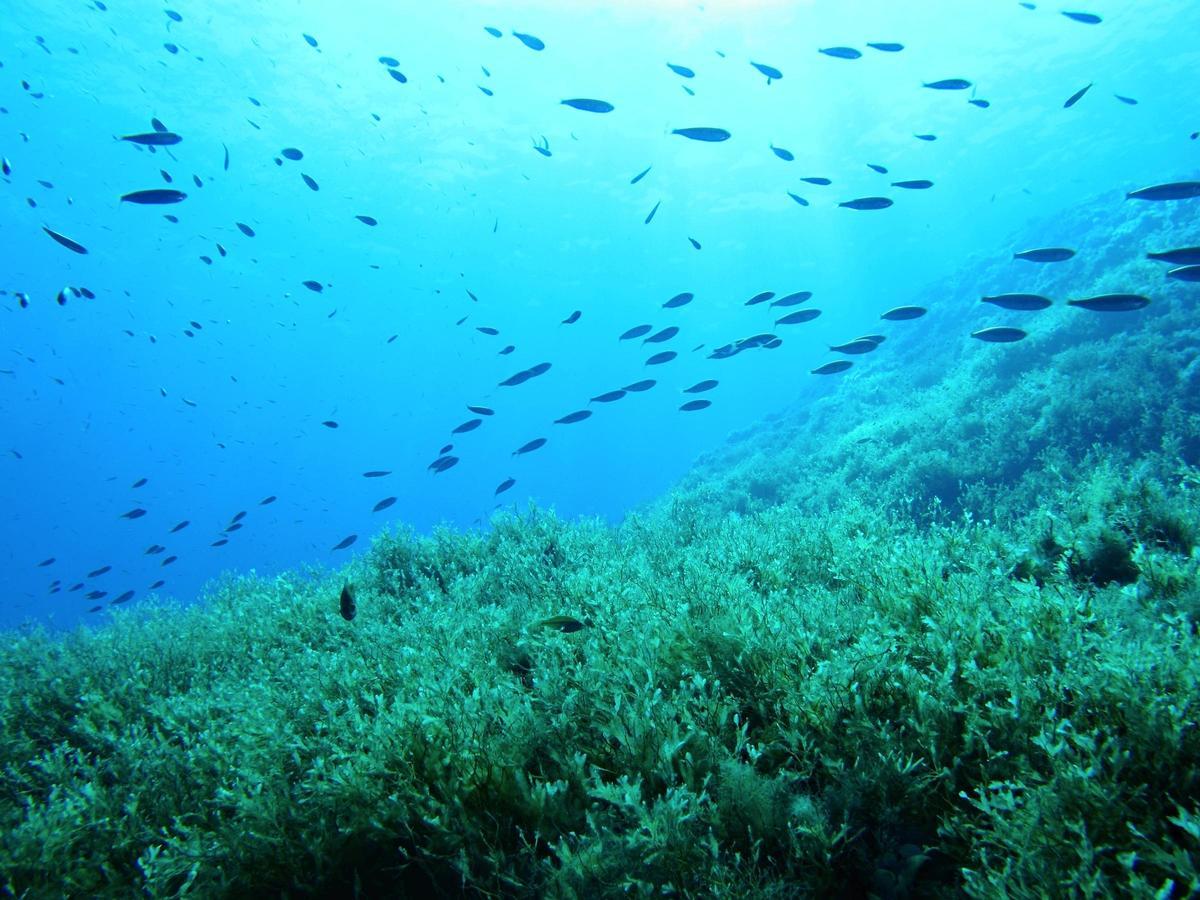 Bajo las aguas españolas se despliega un paisaje tan vital como frágil: posidonia, gorgonias o algas actúan como pulmones azules