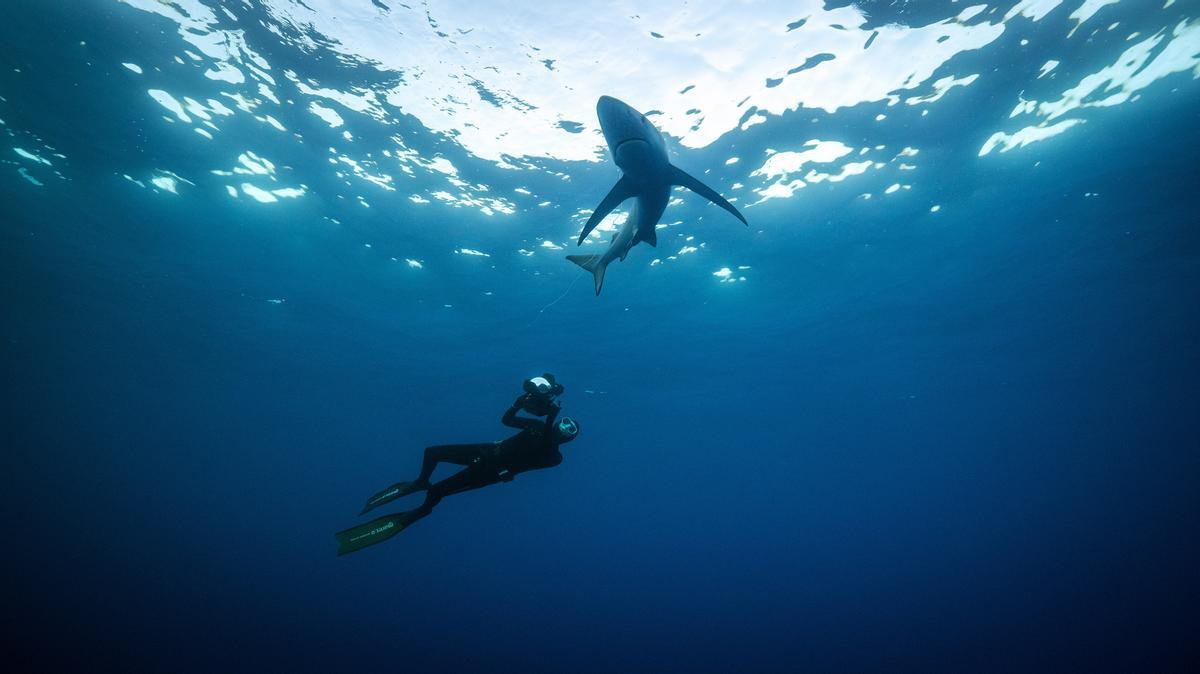 Direkt vor der Küste von Mallorca kann Meeresbiologe Uli Kunz einen Blauhai filmen – eine ganz besondere Begegnung mit einem wilden Tier in seinem natürlichen Lebensraum.