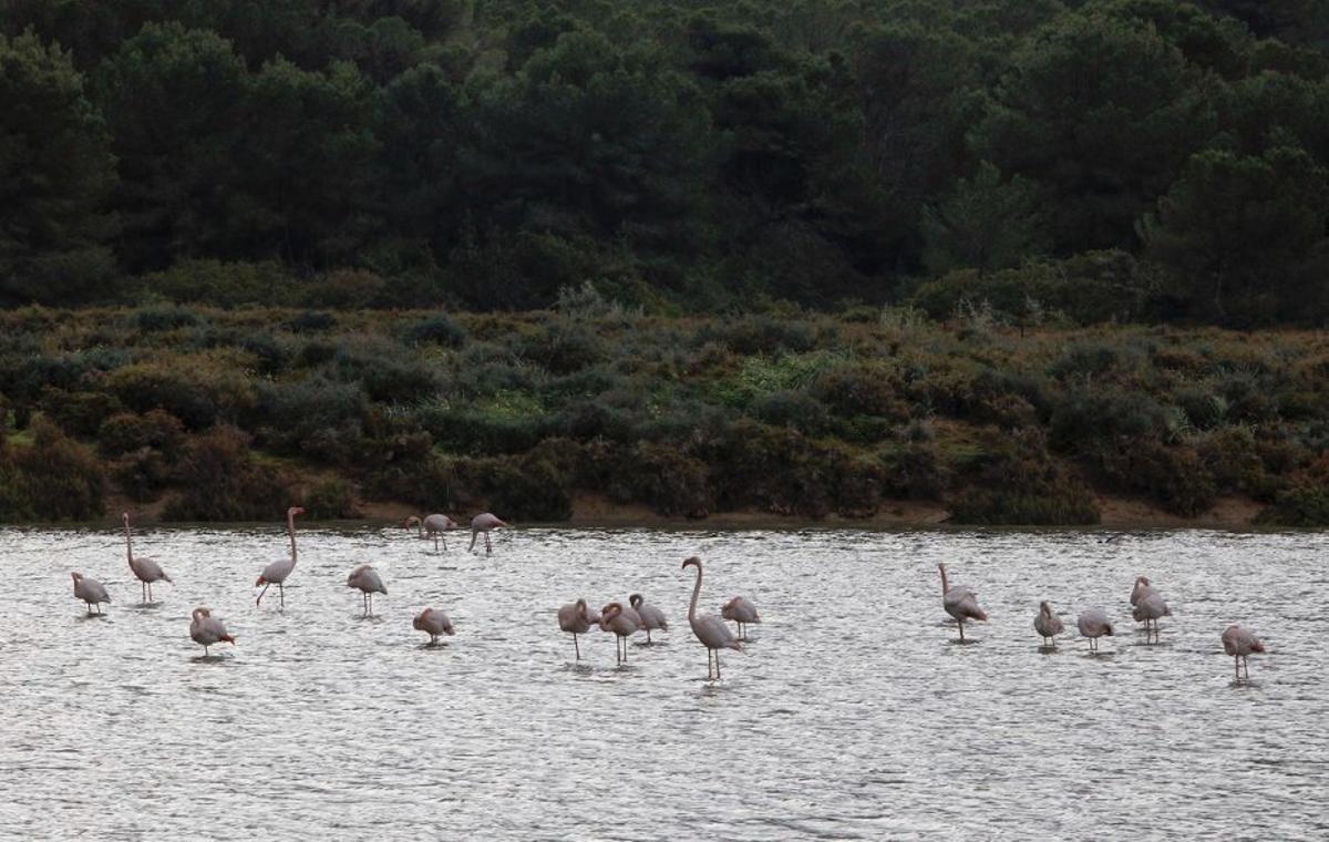 En los estanques de las salinas es fácil encontrar flamencos. | J.A. RIERA