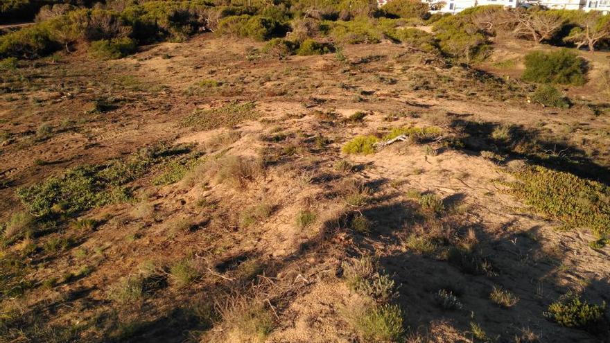 Torrevieja restaura la pinada quemada en el Molino del Agua a los 8 años del incendio