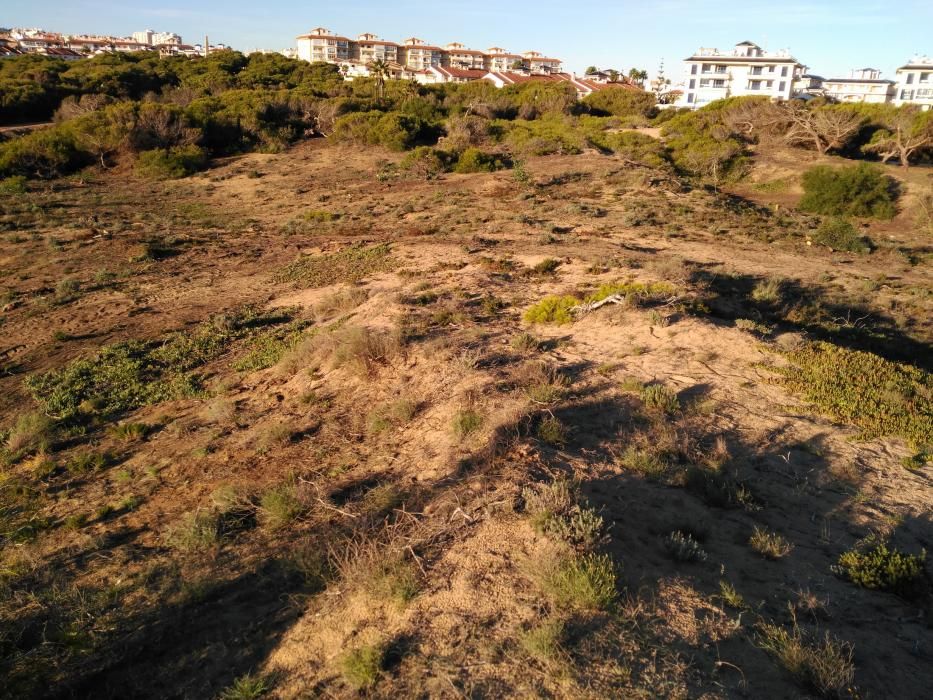 Restauración ambiental de la pinada quemada en el paraje Molino del Agua de Torrevieja