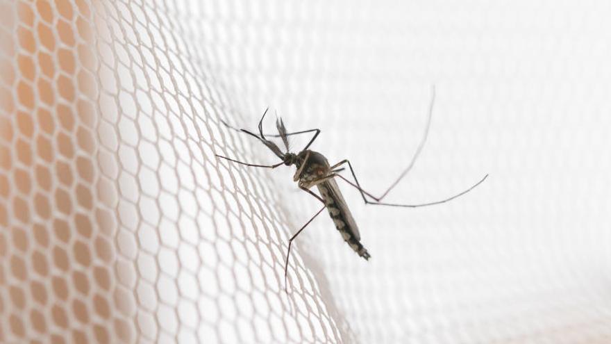 La provincia de Alicante, entre las de mayor riesgo de contraer el dengue por mosquitos