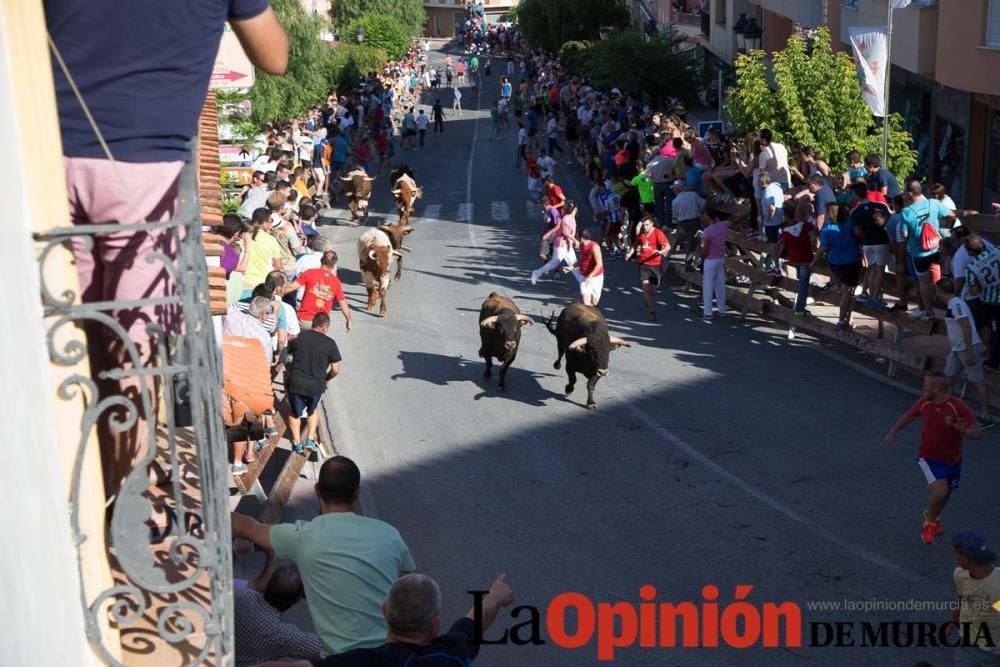 Suelta de toros en Moratalla