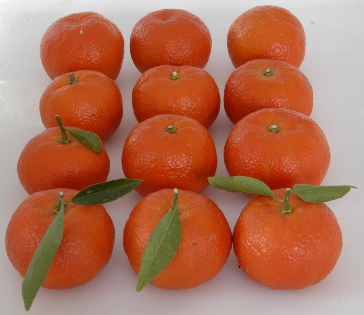 Frutos del mandarino híbrido Alborea.