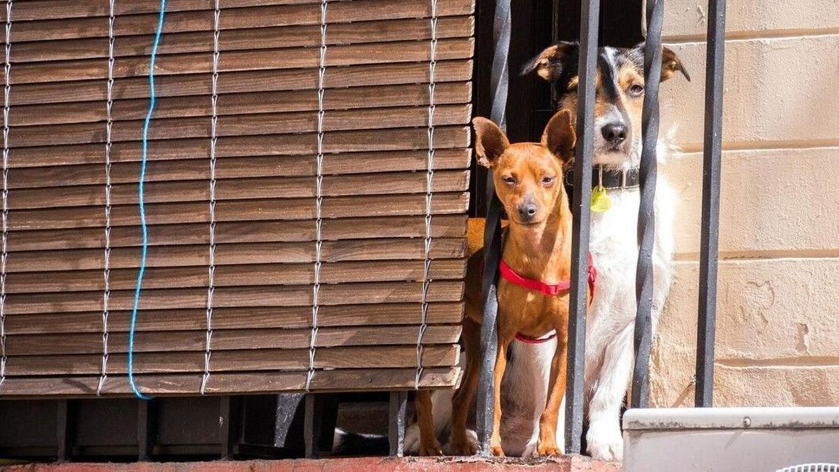 Dos gossos en un balcó.