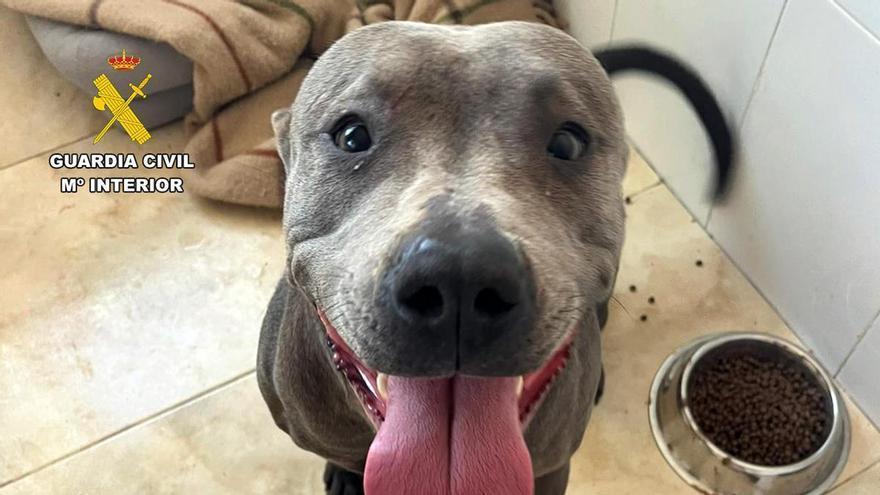 Un hombre abandona a sus dos perros en Águilas