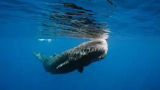 Realizan un mapa acústico de ruido submarino y presencia de cetáceos en la Macaronesia