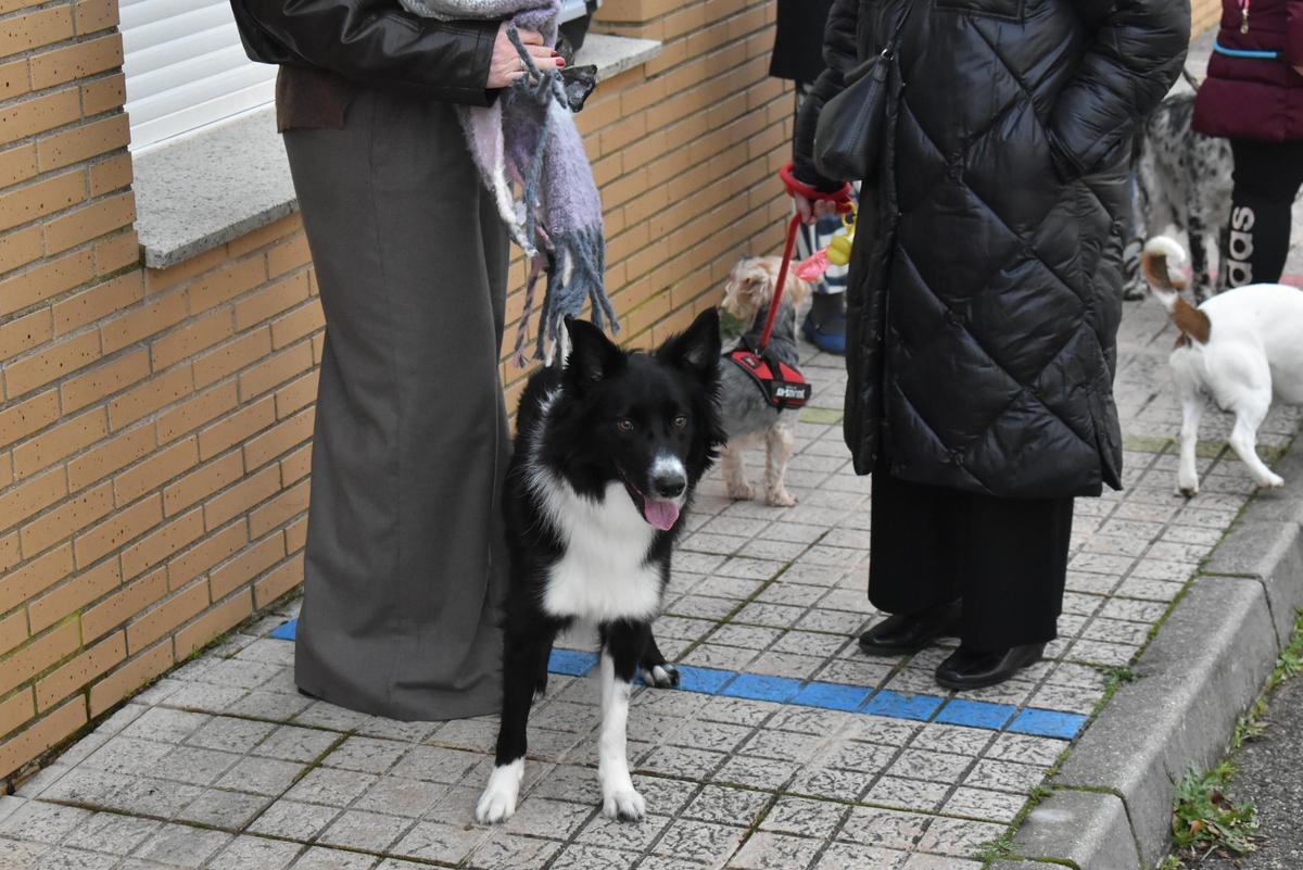 Fotogalería | Así ha sido la celebración de San Antón en el colegio San Antonio de Cáceres