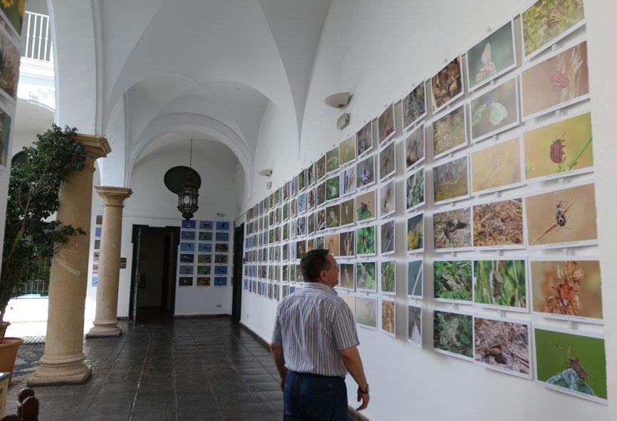 Inauguración de Intercaza en la Diputación