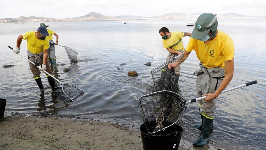 Los ecologistas piden tres años de cárcel para los cargos imputados por la contaminación del Mar Menor