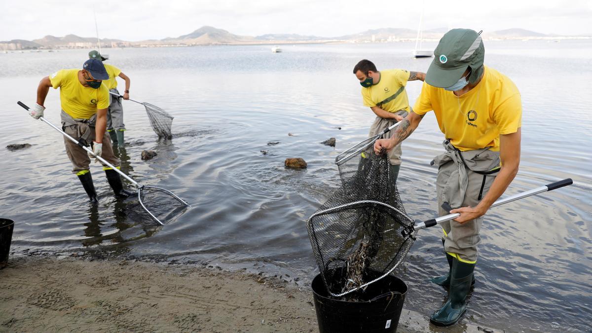 Operarios retiran peces muertos del Mar Menor.