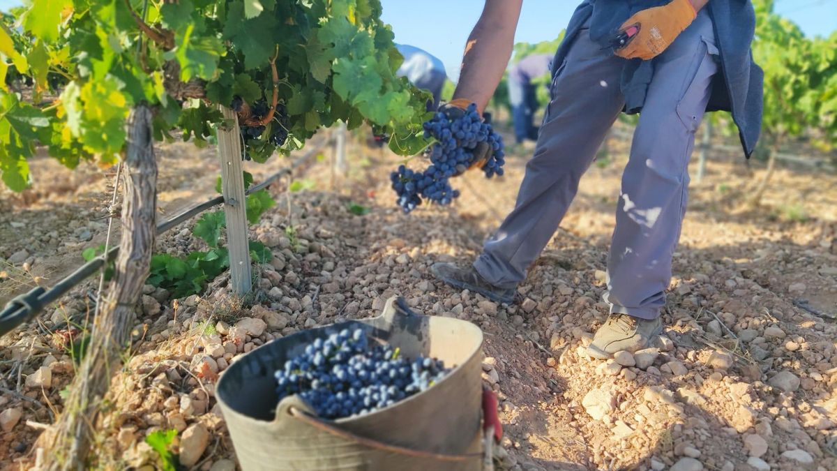 La vendimia se ha iniciado en las variedades más tempranas en Jumilla