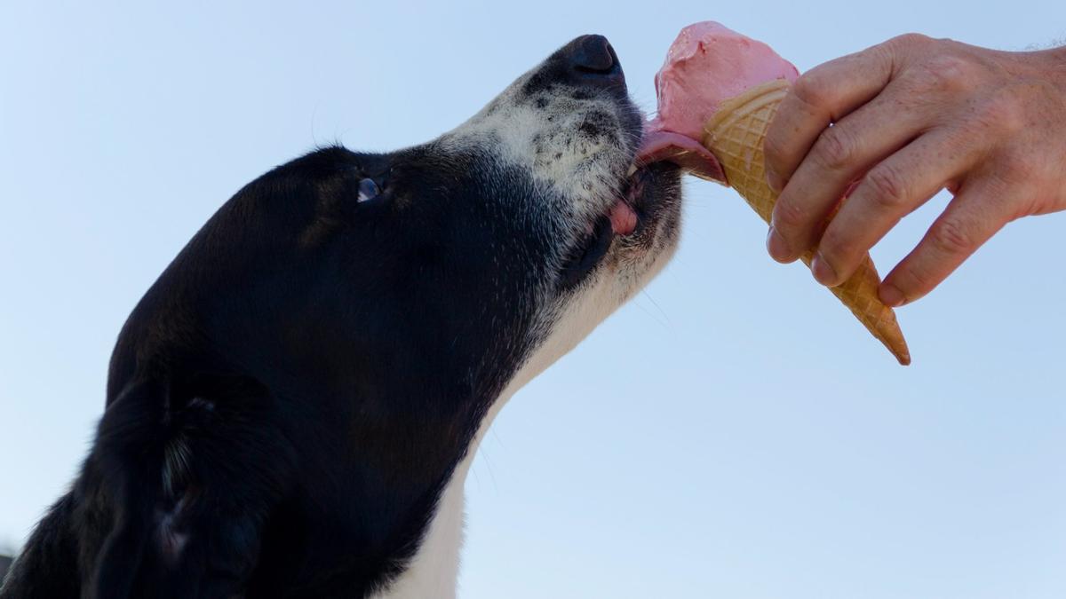 Un perro come un helado