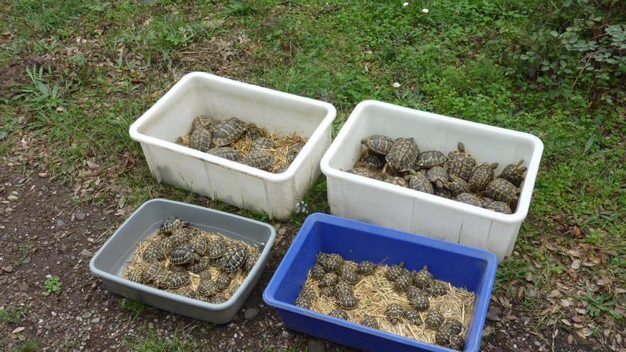 Els exemplars han nascut al Centre de Reproducció.