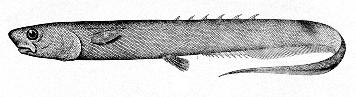 Notacanthus bonaparte (Notacanthidae)