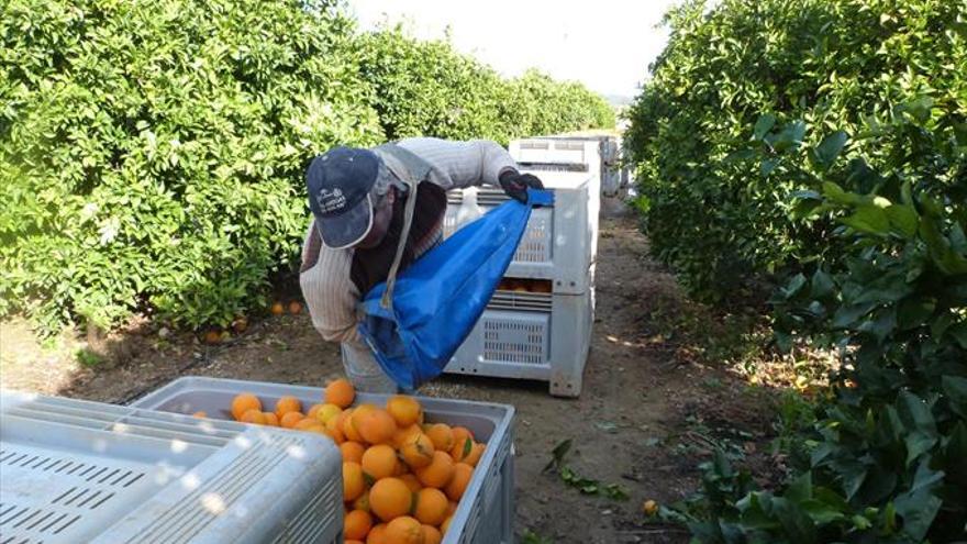 Córdoba incrementa su producción de cítricos un 18,8% el último año