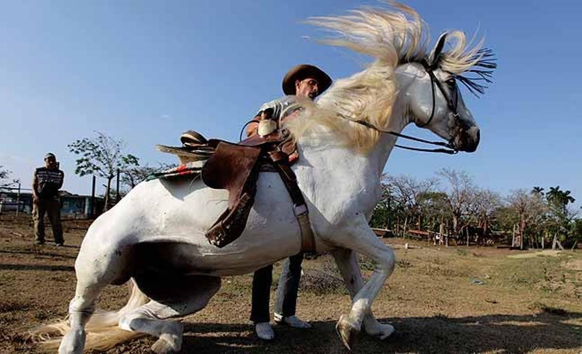 Un domador intenta fer que un cavall vagi a terra durant una pràctica de rutina en la seva granja, als afores de l’Havana (Cuba)