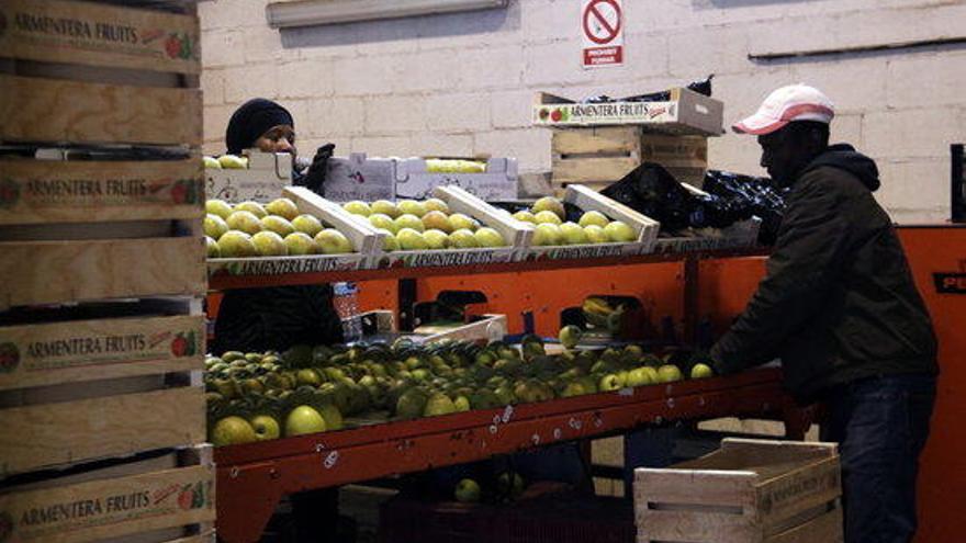 Treballadors de l&#039;Armentera Fruits preparant caixes de pomes per proveir el mercat.