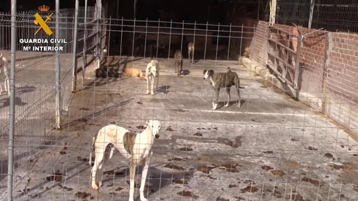 Imágenes de los galgos en las jaulas del centro clandestino de Humanes