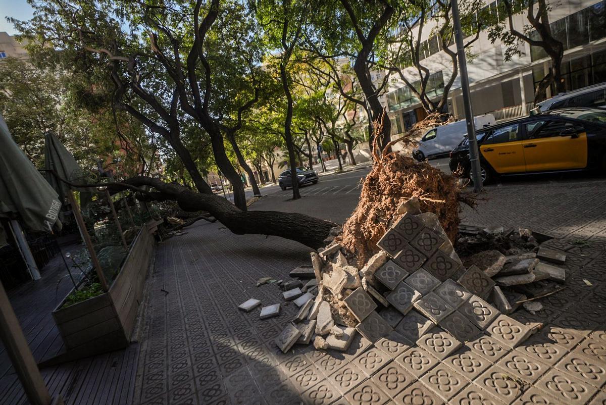 Árbol caído en la calle cerca de la Diagonal