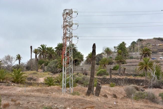 PALMERAL ENFERMO EN EL LAZO Y EL FONDILLO