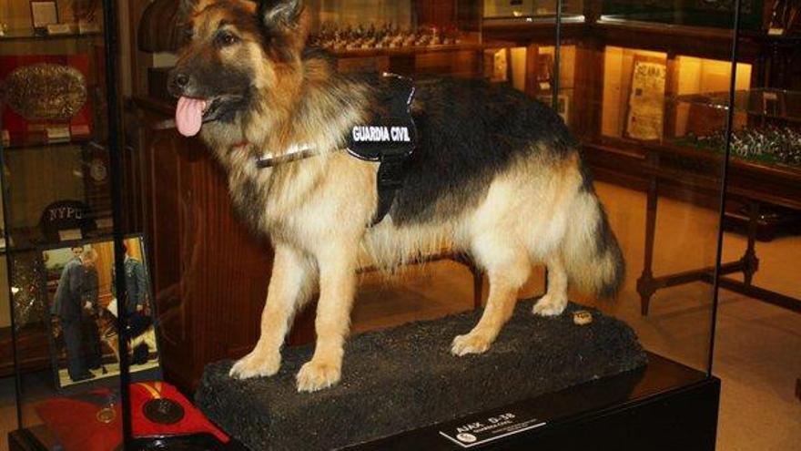 Ajax ausgestopft im Guardia-Civil-Museum in Madrid.