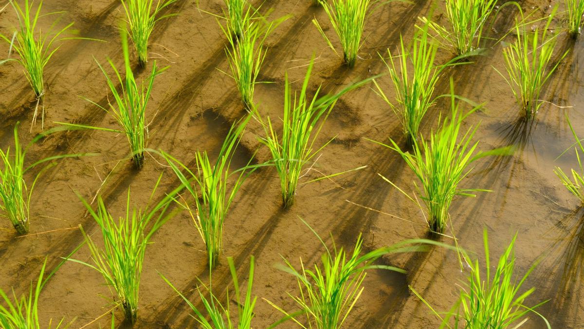 Un campo de arroz.