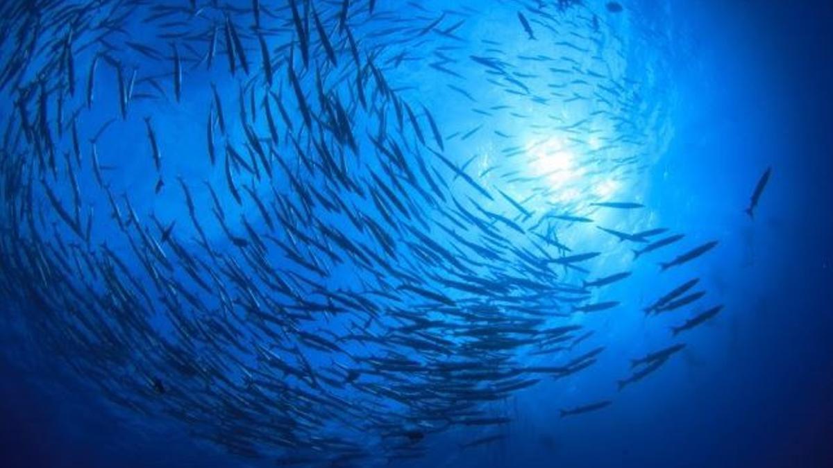 La mayoría de peces está huyendo hacia aguas más frías