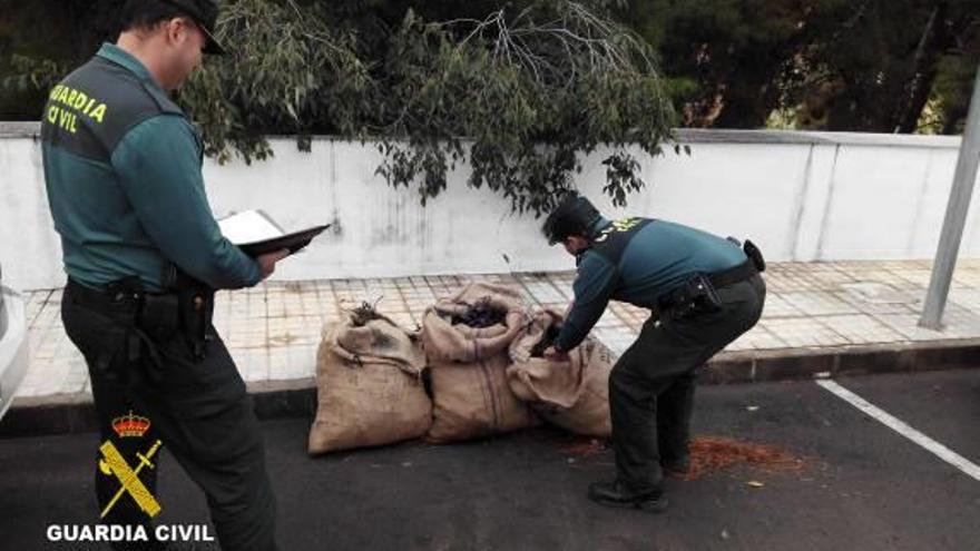 Arrestado un vecino de la Vall d&#039;Uixó por vender algarrobas robadas