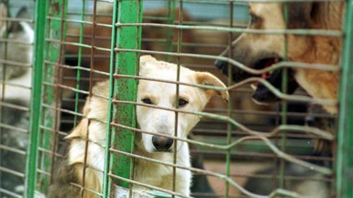 Tres de cada 10 de los perros abandonados poco atractivos mueren en los refugios de acogida
