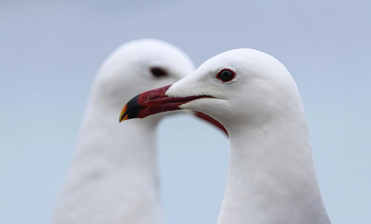 Primer plano de una gaviota de Audouin mostrando su característico pico rojo.