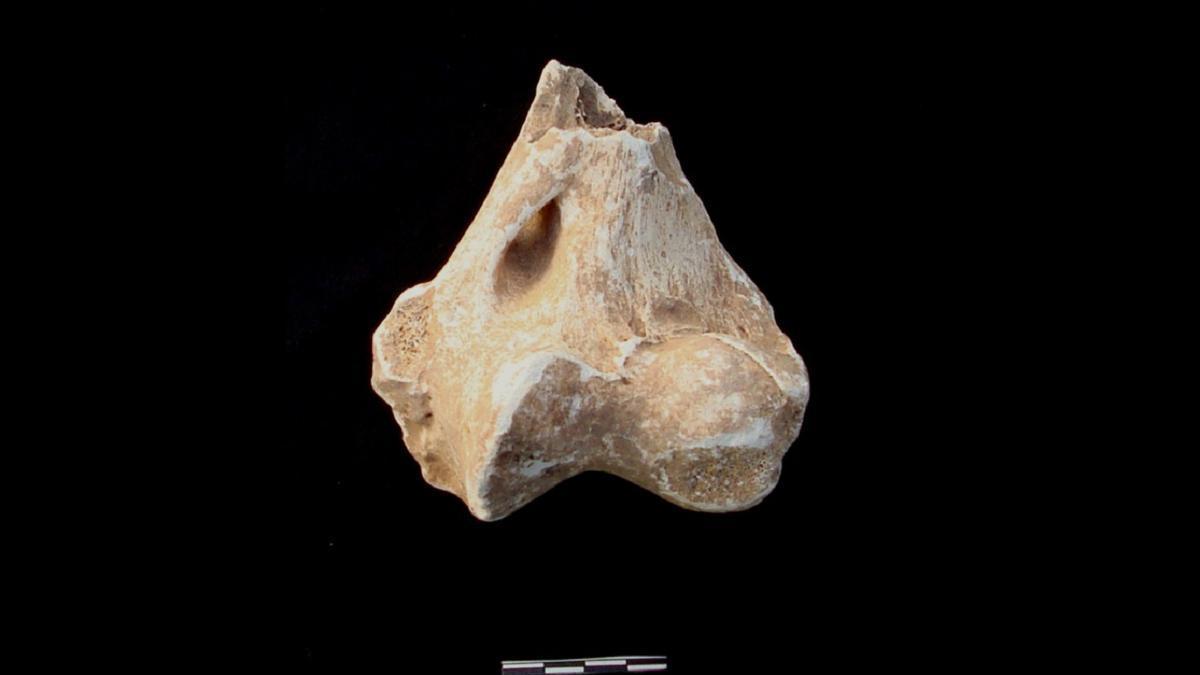 El hueso identificado por investigadores de la UCO como perteneciente a un león de las cavernas.