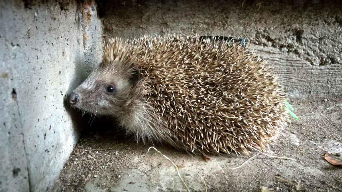 Uno de los nuevos erizos del Zoo de Barcelona, sangre nueva para enriquecer la colonia local.