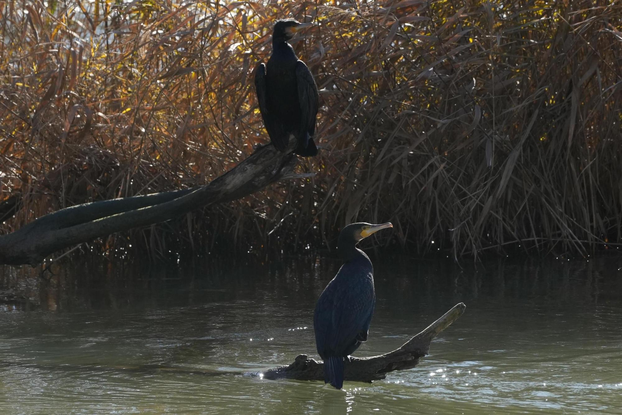 Dos cormoranes toman el sol en el río.jpeg