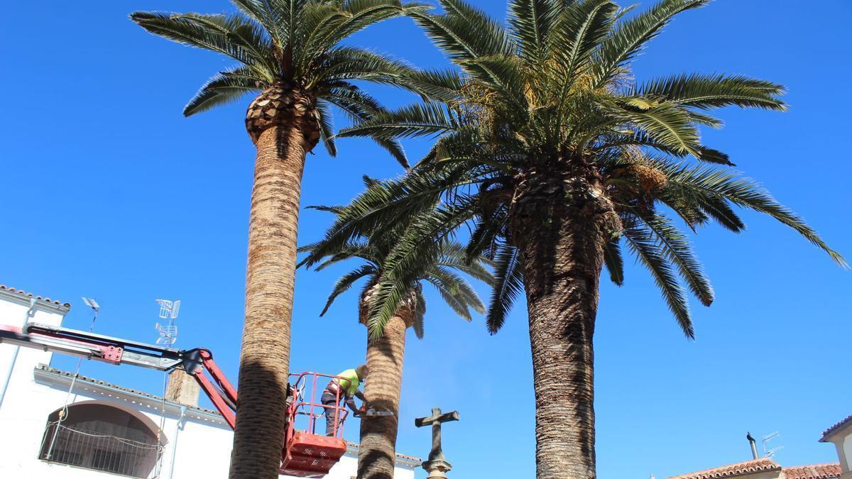 Un jardinero del servicio municipal realiza trabajos en una palmera.