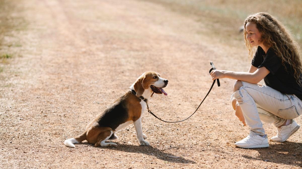 Cómo saber si un beagle es de raza