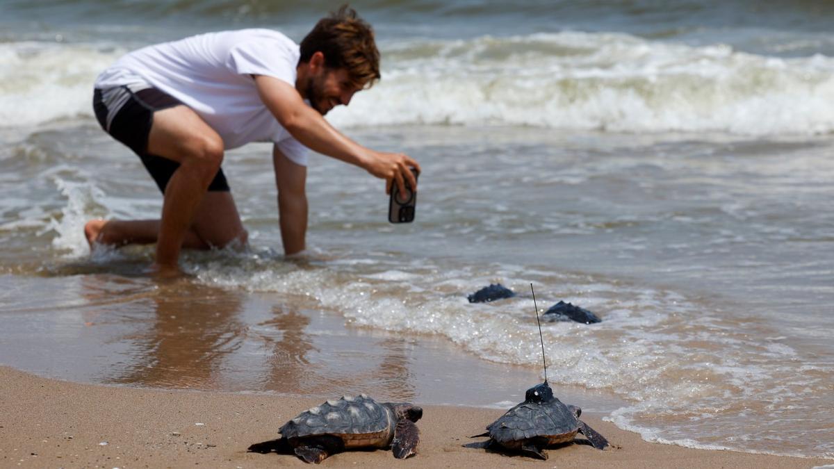 Liberadas 21 tortugas en la playa de la Devesa del Saler