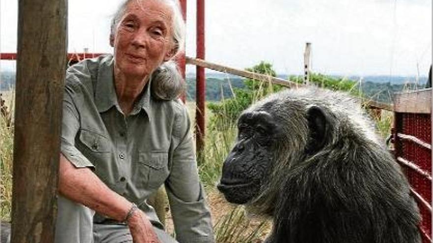 Jane Goodall, l&#039;amiga dels primats.