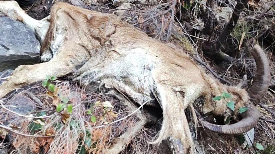 Cazadores señalan que arruís putrefactos ponen en riesgo los manantiales de agua