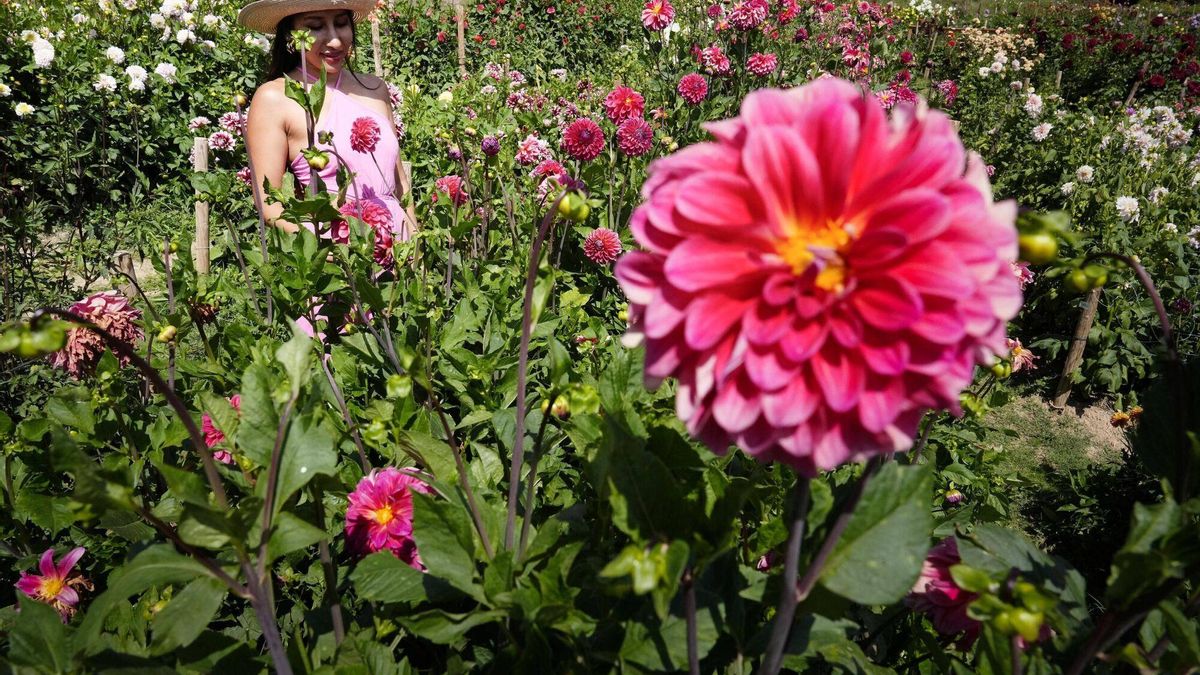 Estos son los motivos por los que las flores mejoran la salud mental