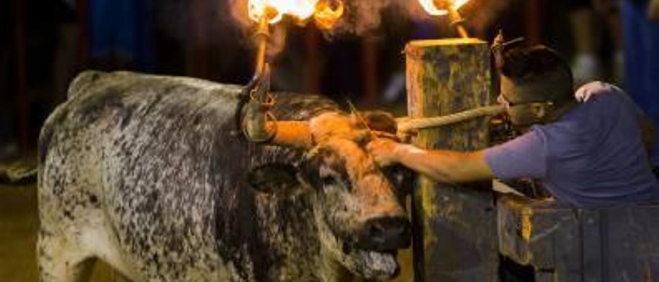 Un joven ante un «bou embolat».