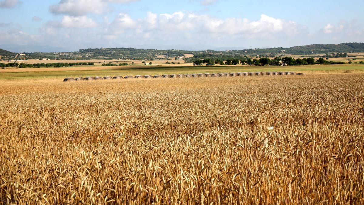 Campo en Mallorca